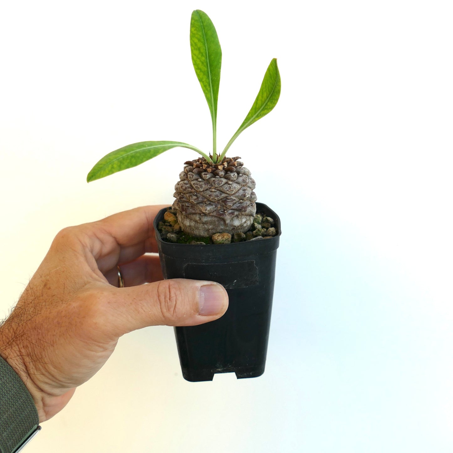 Euphorbia bupleurifolia succulent with textured caudex and elongated green leaves in small pot