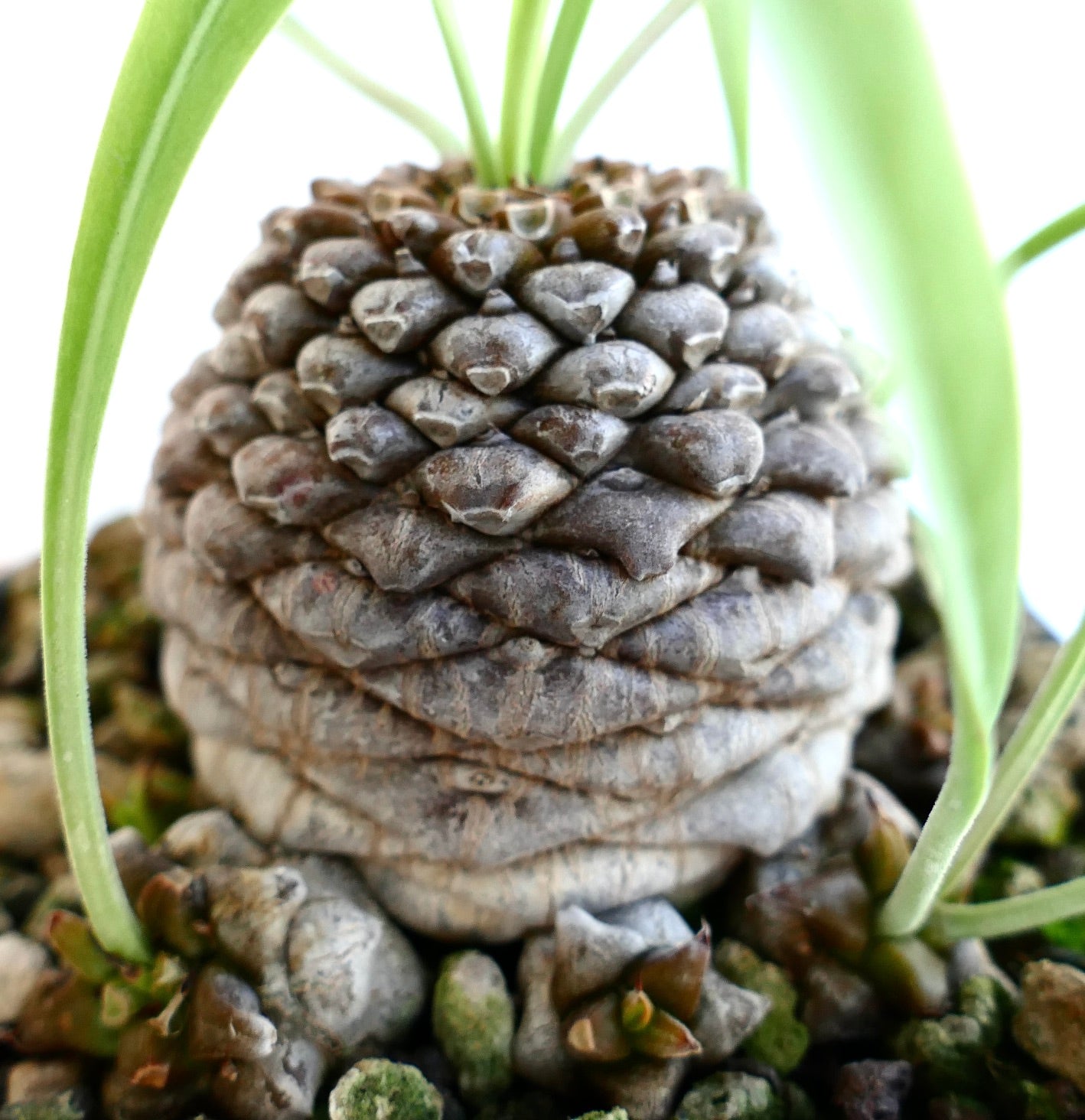Euphorbia bupleurifolia unique textured succulent with thick green leaves and clustered growth
