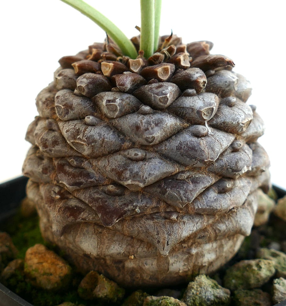Euphorbia bupleurifolia rare succulent with textured brown caudex and green stems emerging