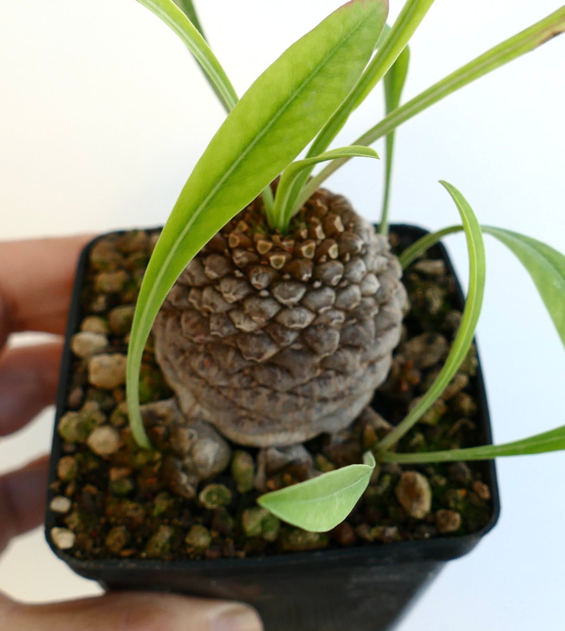 Euphorbia bupleurifolia succulent with textured caudex and slender green leaves in small pot