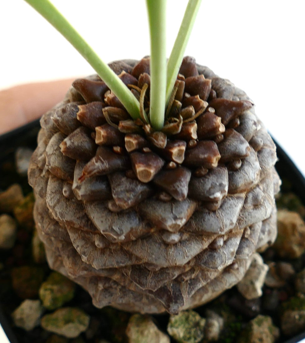 Euphorbia bupleurifolia rare succulent with textured brown caudex and green stems growing