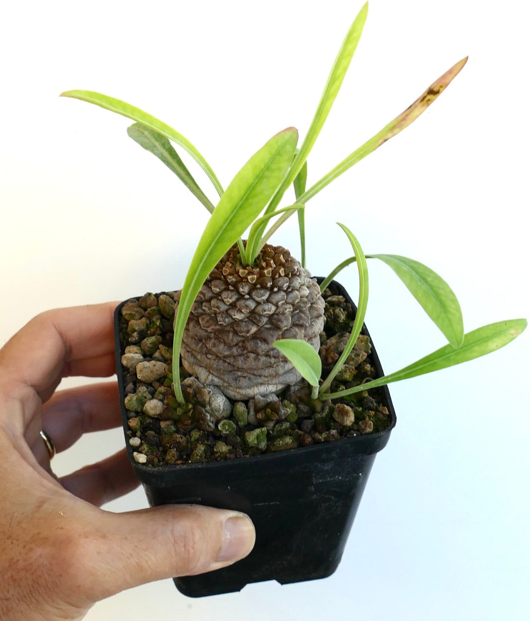Euphorbia bupleurifolia succulent with textured caudex and elongated green leaves in pot