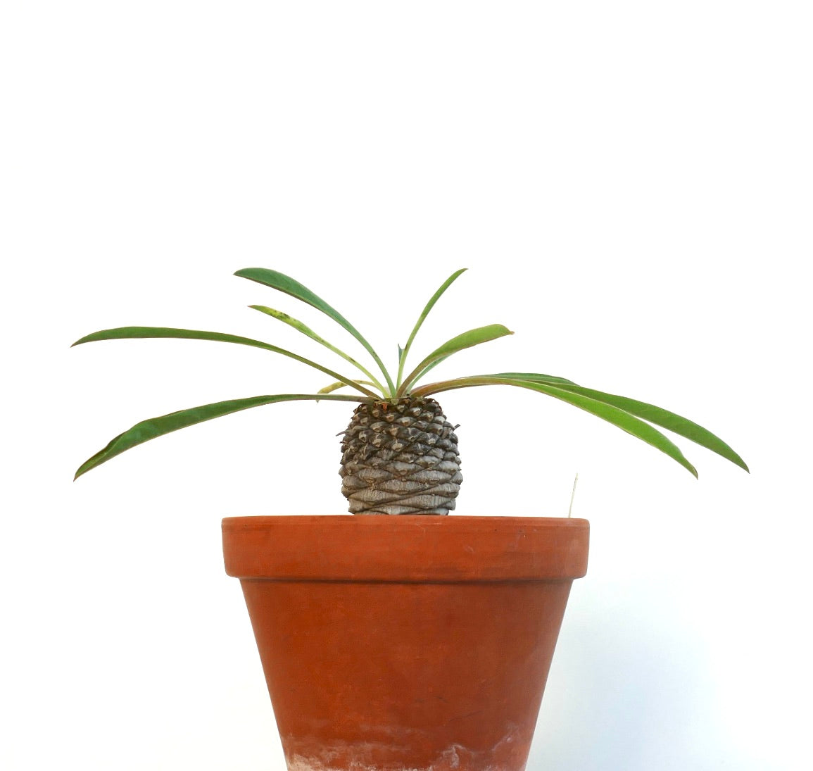 Lateral view of the plant for sale an orange pot showing the caudex and leaves