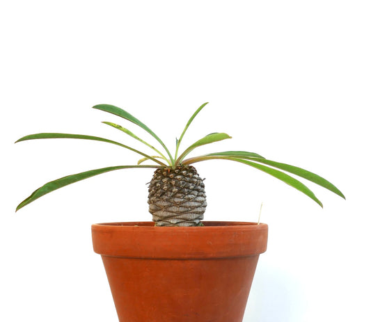 Lateral view of Euphorbia bupleurifolia in an orange pot showing the caudex and leaves