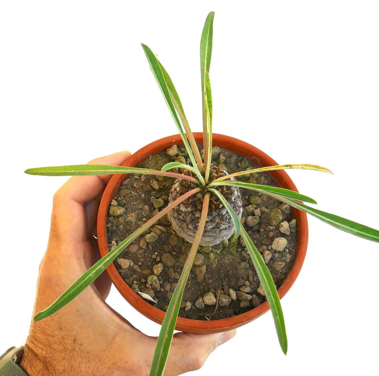 Top view of Euphorbia bupleurifolia in an orange pot showing the apex of the plant.