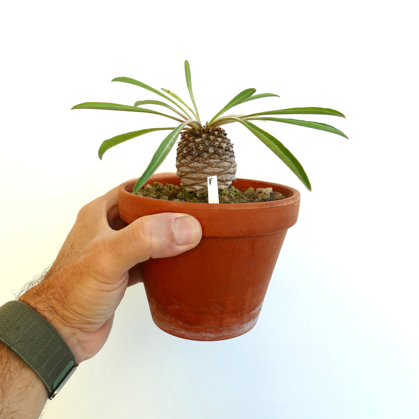 Lateral view of Euphorbia bupleurifolia in an orange pot held by a human hand