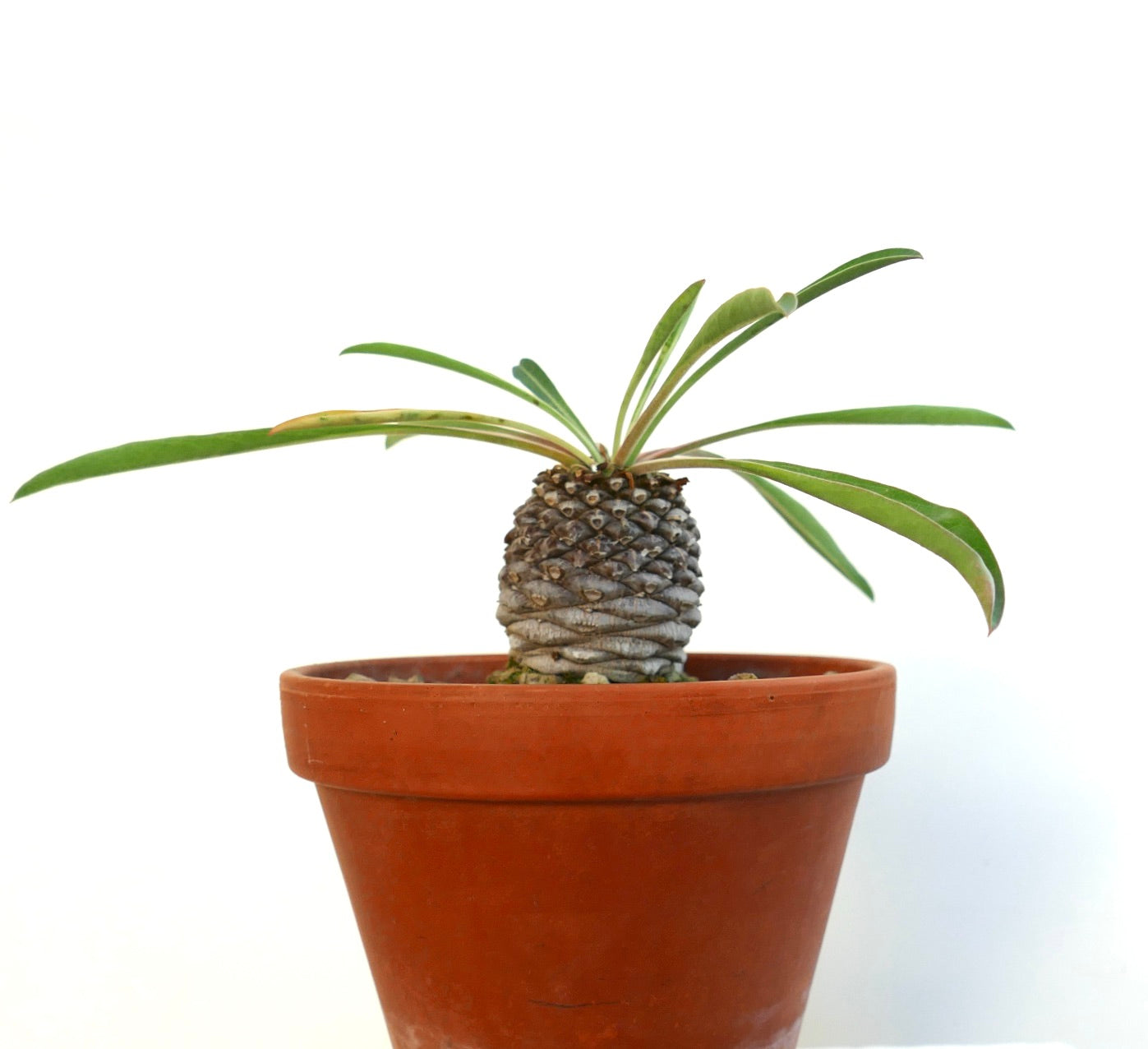 Lateral view of Euphorbia bupleurifolia in an orange clay pot 