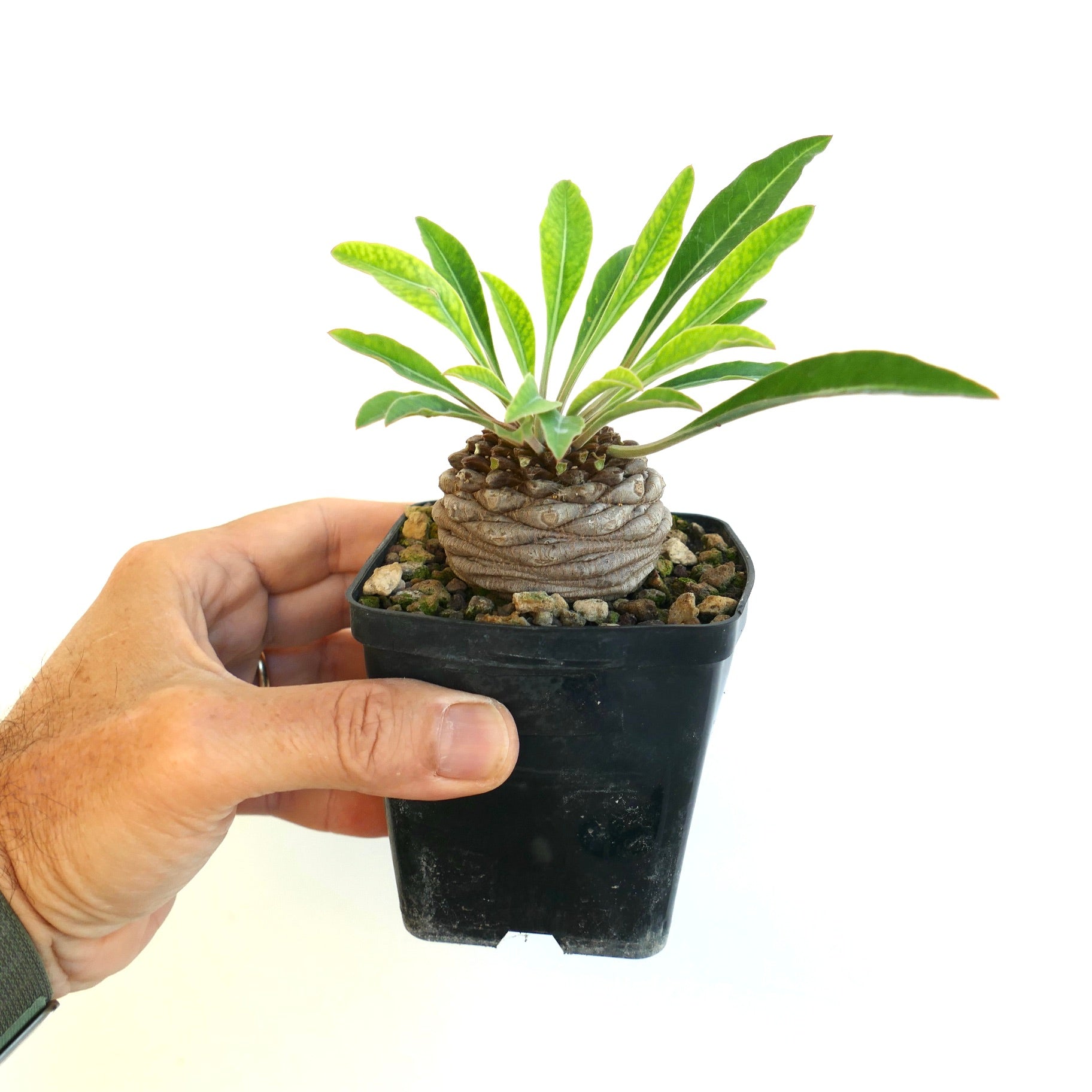 Products Archive Page 117 | Botanical Archive