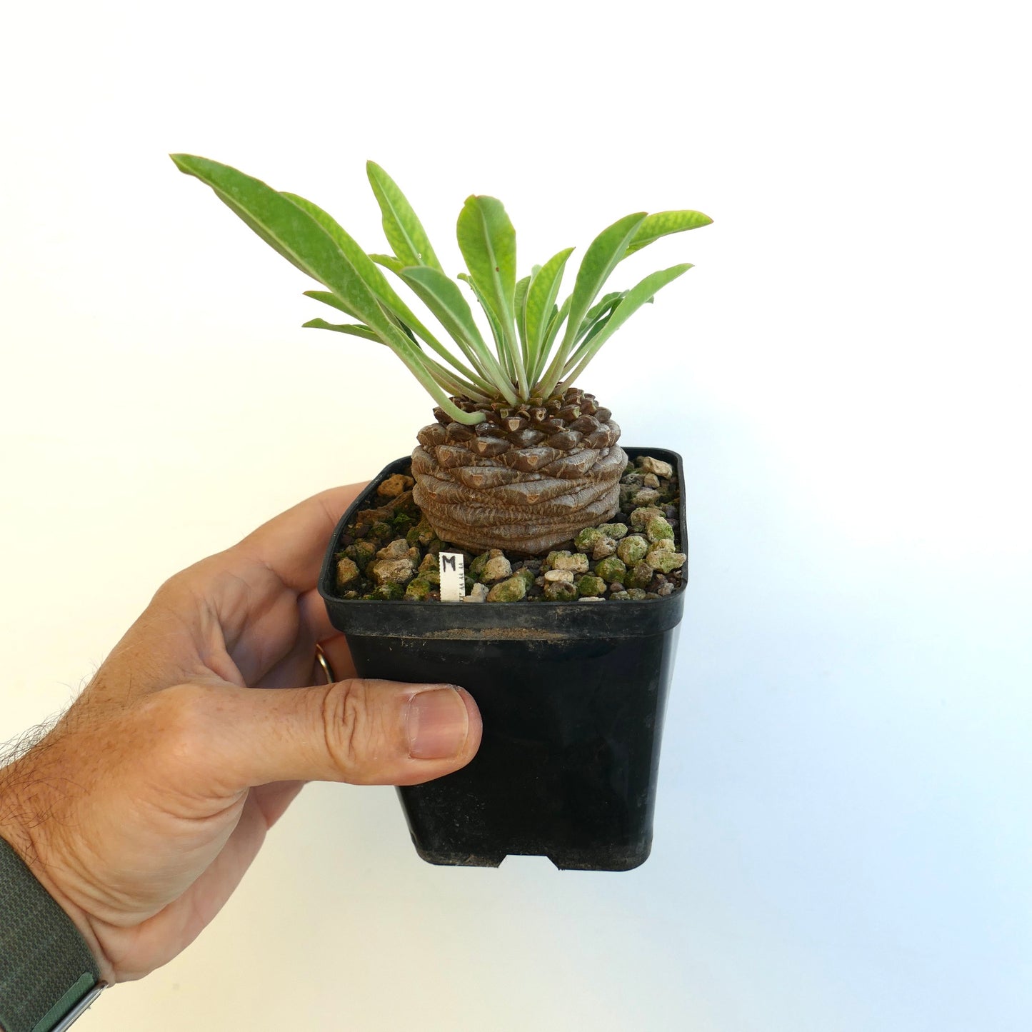 Another side view of the plant for sale for sale showing its long green leaves