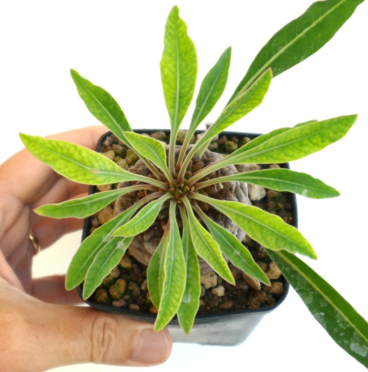 Top view of Euphorbia bupleurifolia for sale with green leaves growing