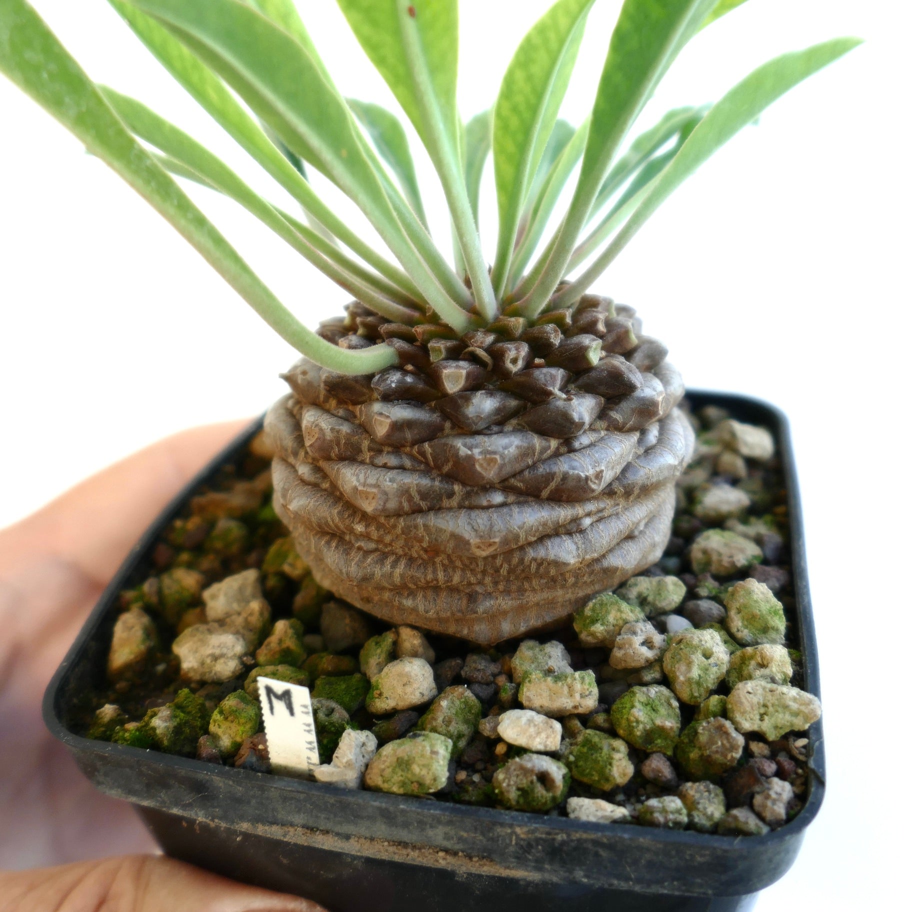Lateral view of the plant for sale showing the caudex, in a square plastic pot