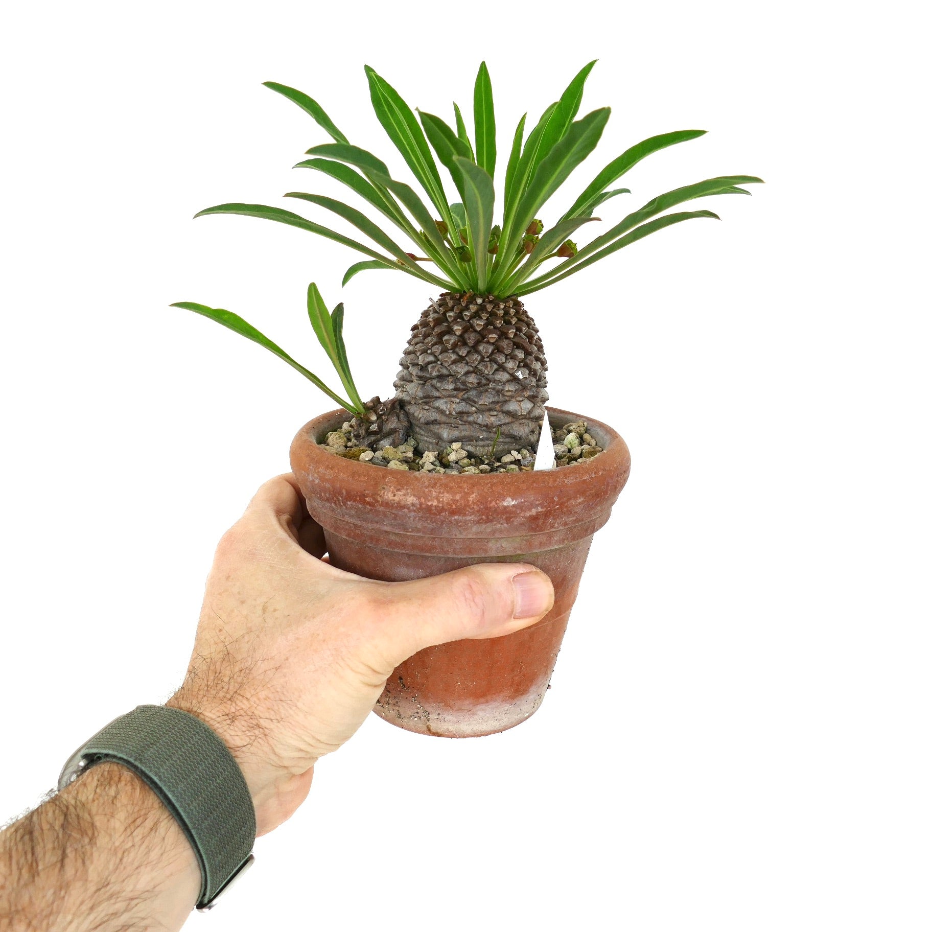 ユーフォルビア・ブプレウリフォリア | Botanical Archive | ユニーク