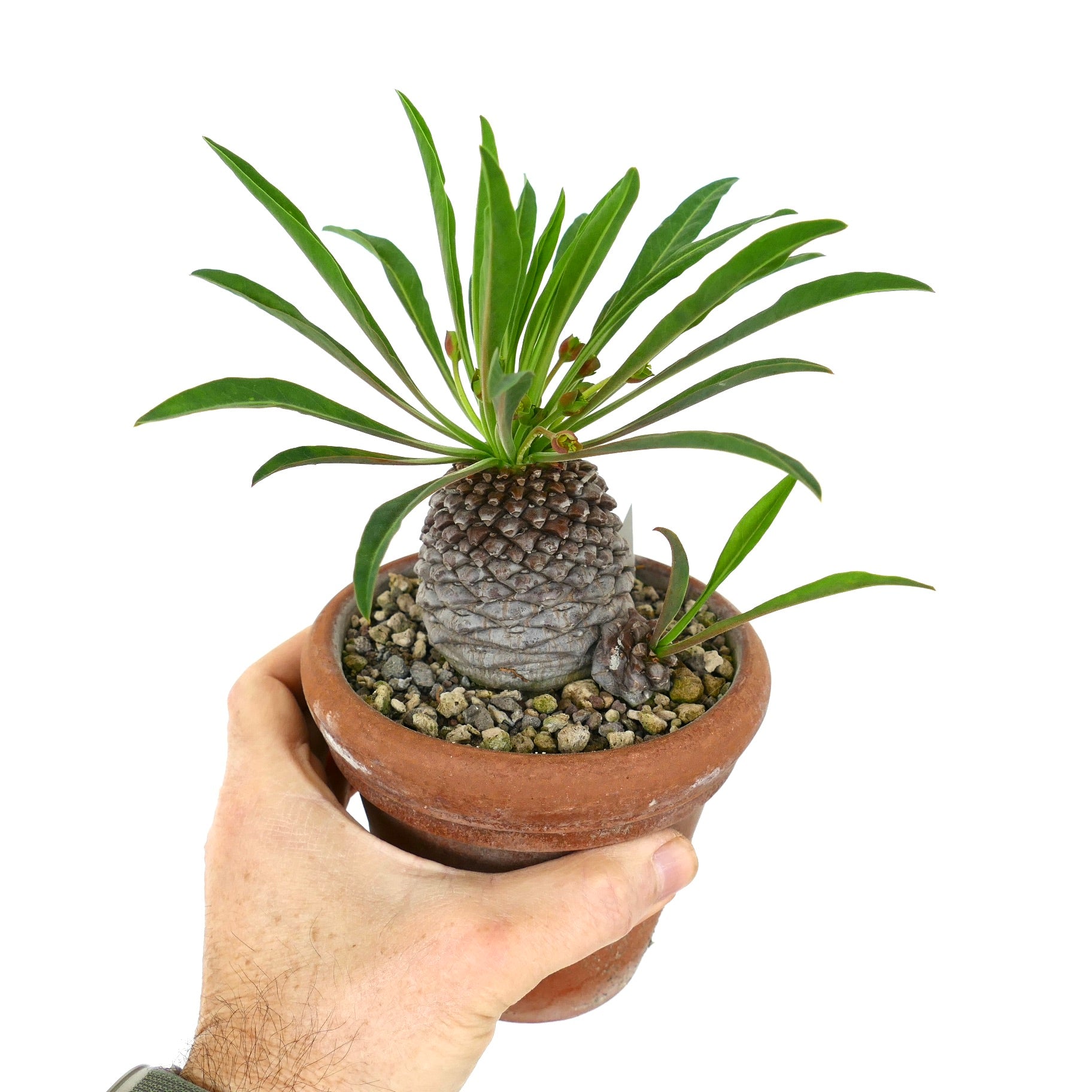 ユーフォルビア・ブプレウリフォリア | Botanical Archive | ユニーク