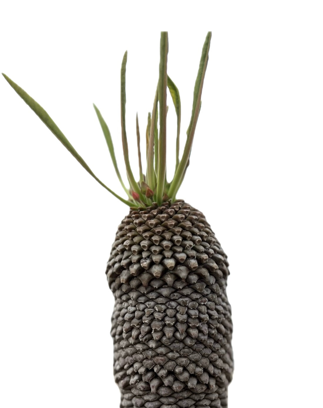 ユーフォルビア・ブプレウリフォリア | コレクター向け希少種子