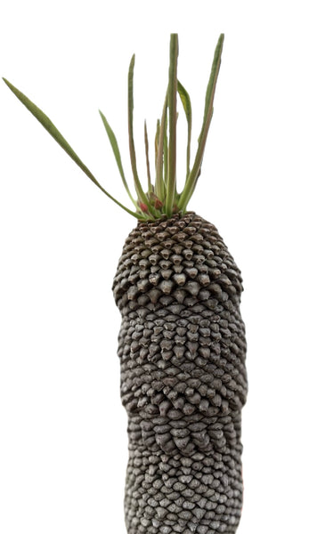 EuphorbiabupleurifoliaSEEDS1_c