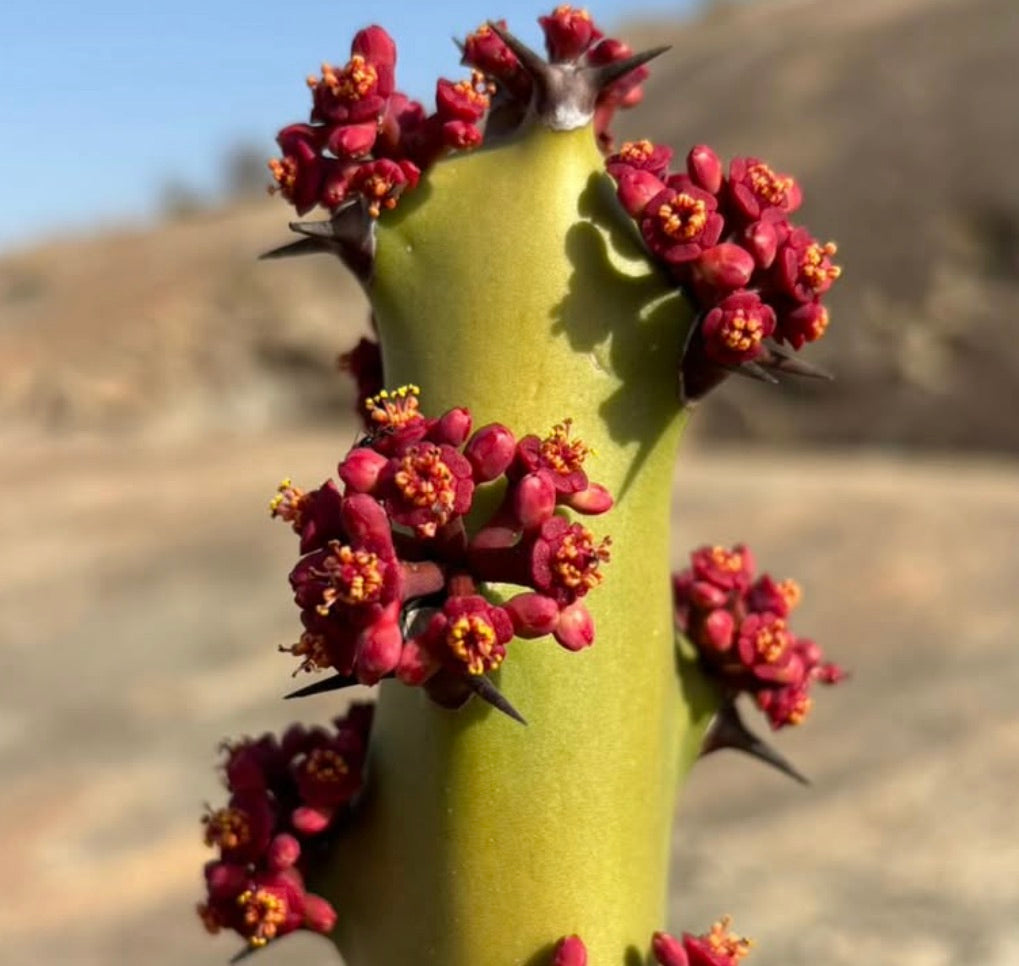 Euphorbia caducifolia SEEDS