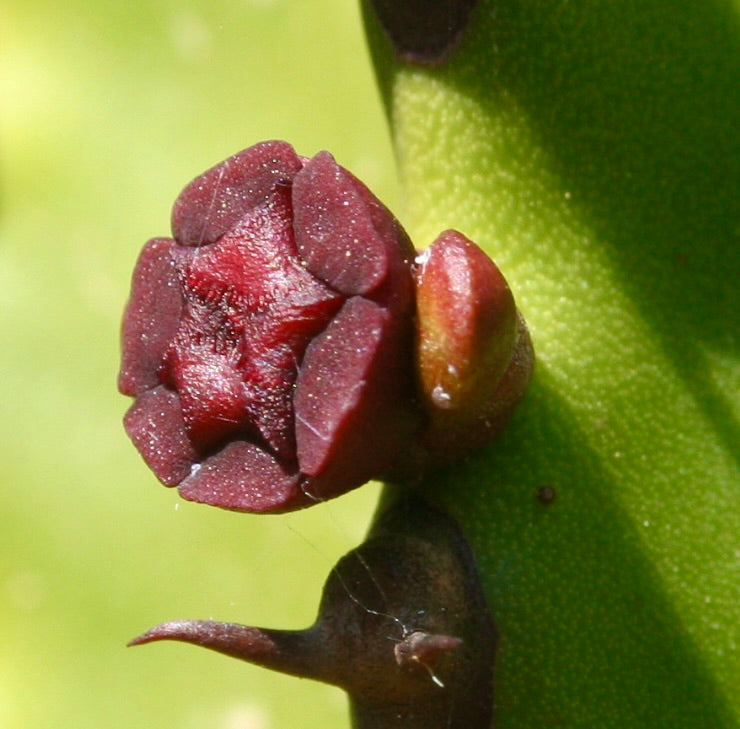 Euphorbia canariensis SEEDS