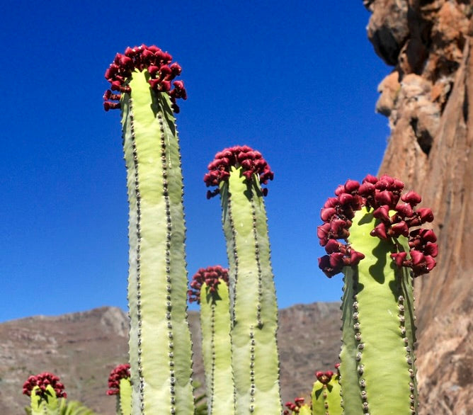 Euphorbia canariensis SEEDS