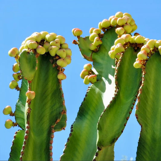 Euphorbia candelabrum SEEDS