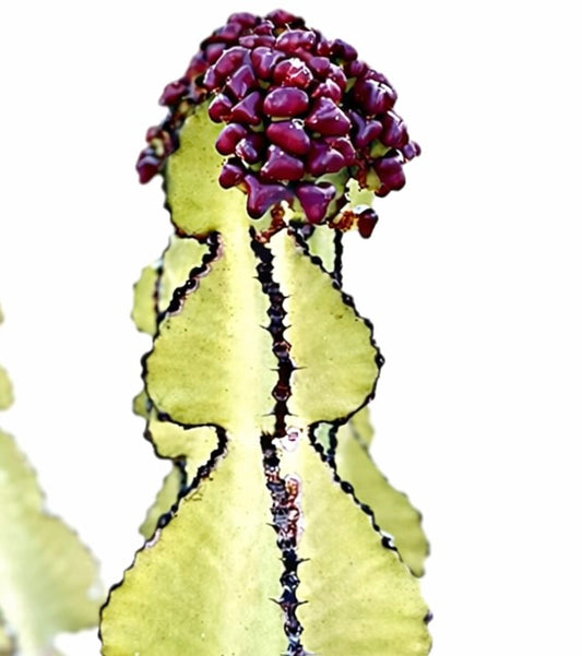 Euphorbia cooperi succulent cactus with green ribbed stem and clustered red growths on top