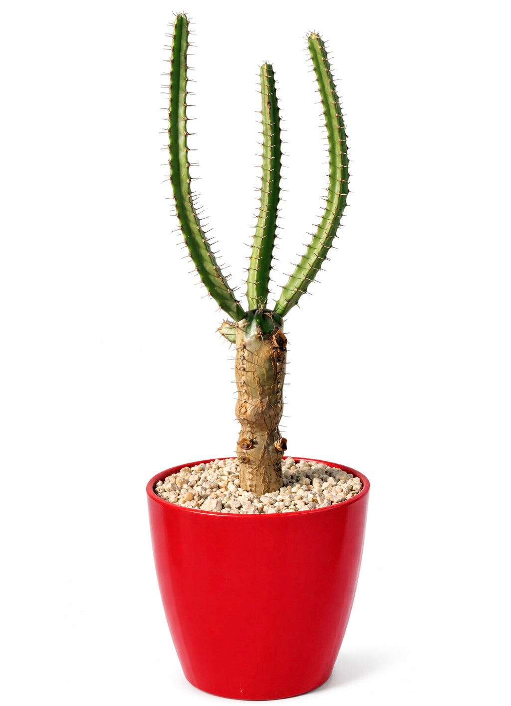 Euphorbia curvirama succulent with tall green spiny stems in red pot