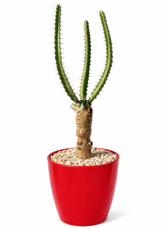 Euphorbia curvirama succulent with tall green spiny stems in red pot