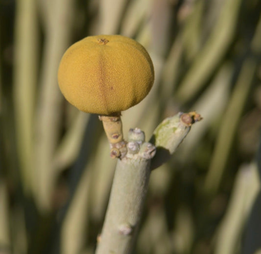 Euphorbia damarana succulenta con frutto rotondo giallo e fusto spesso verde pallido