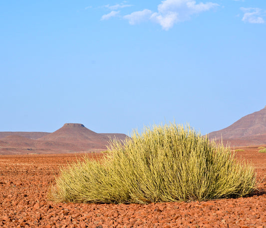 Euphorbia damarana cespuglio succulento denso con sottili steli verde-giallo in paesaggio arido