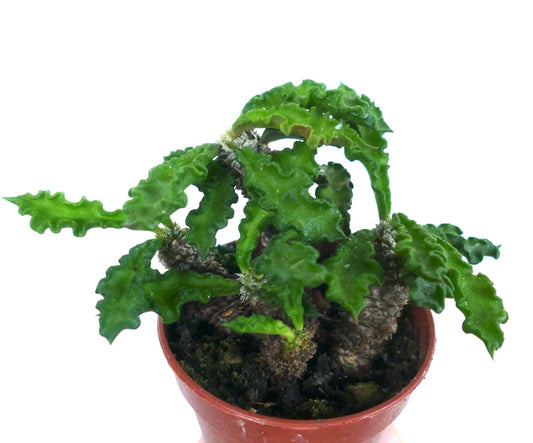 Euphorbia decaryi succulent with wavy green leaves and thick textured stems in pot