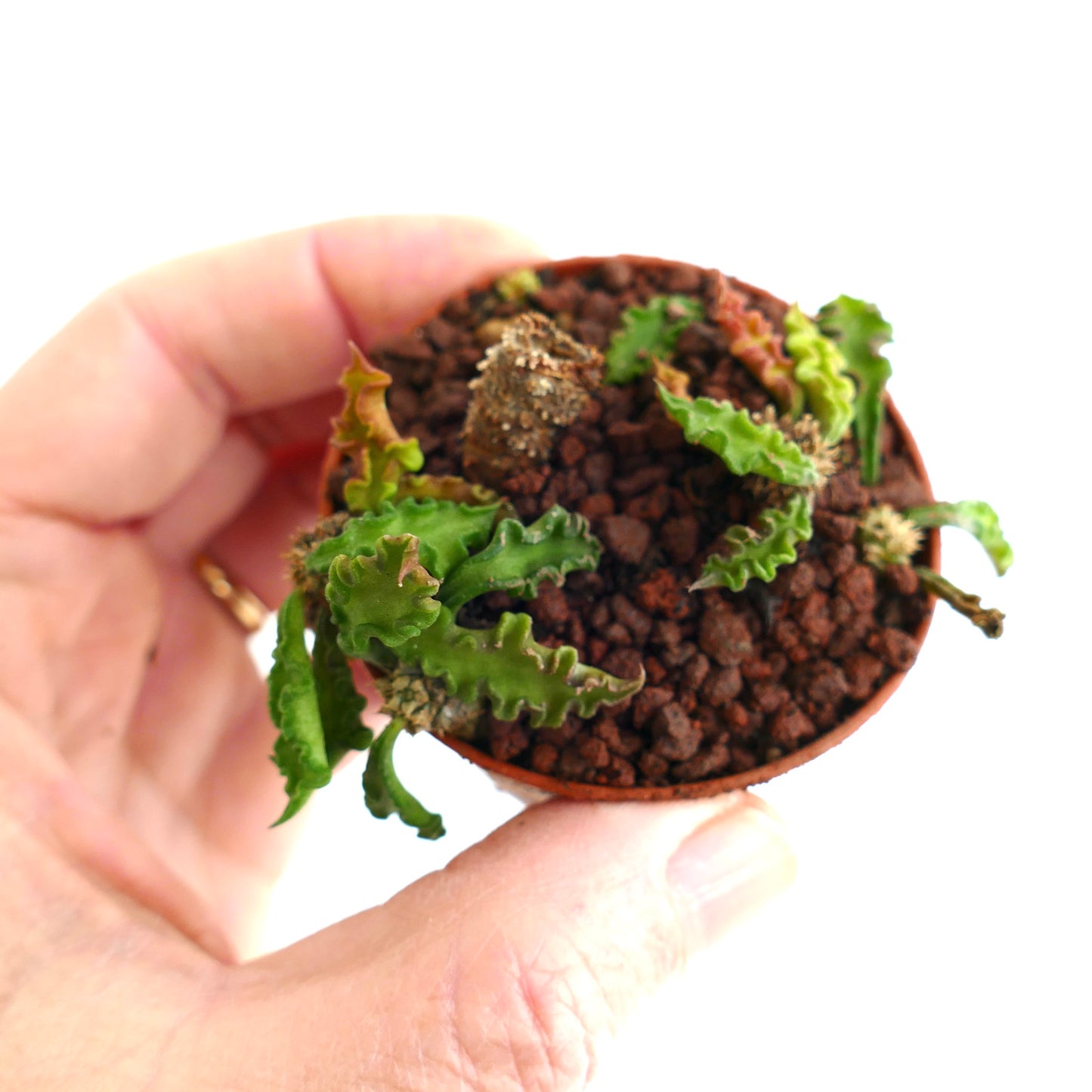 Euphorbia decaryi 15TFF