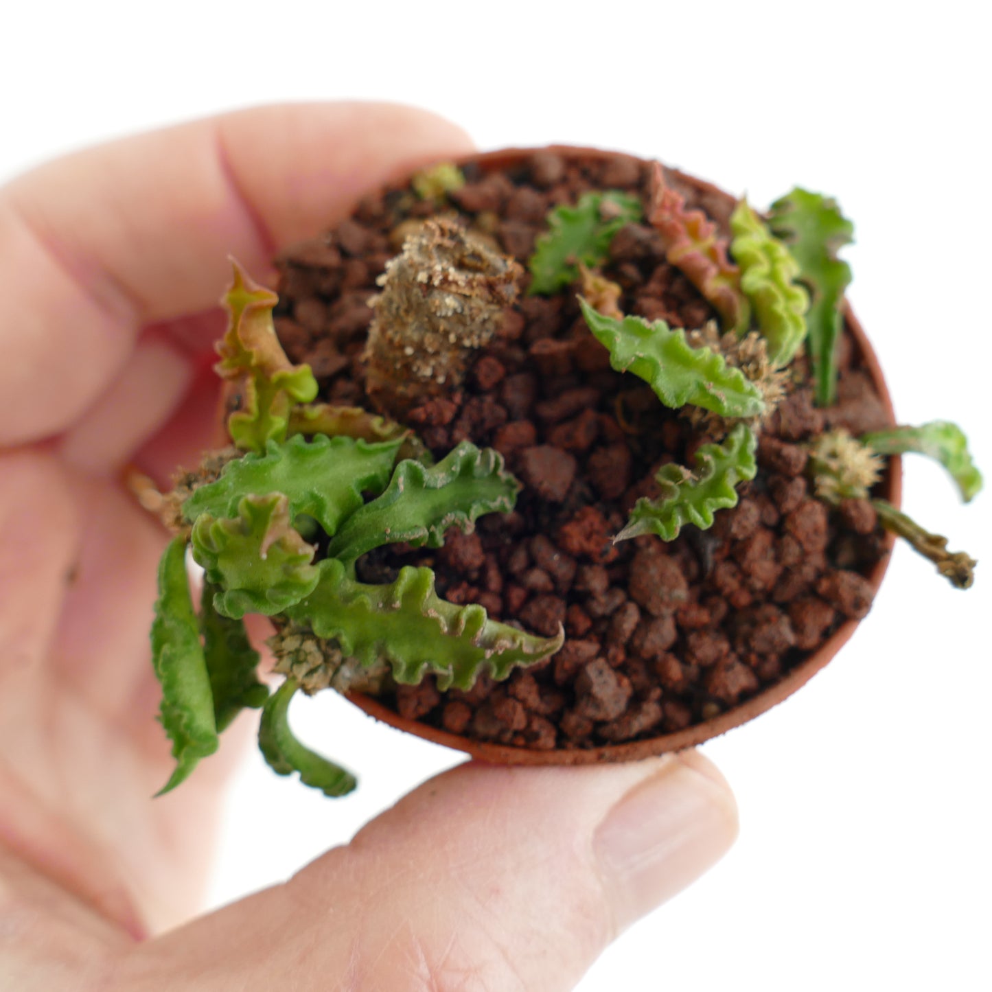 Euphorbia decaryi 15TFF