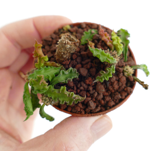 Euphorbia decaryi 15TFF