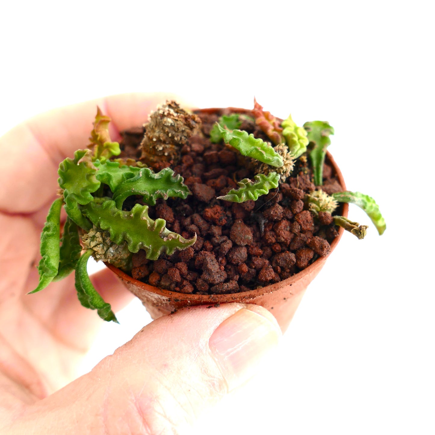 Euphorbia decaryi 15TFF