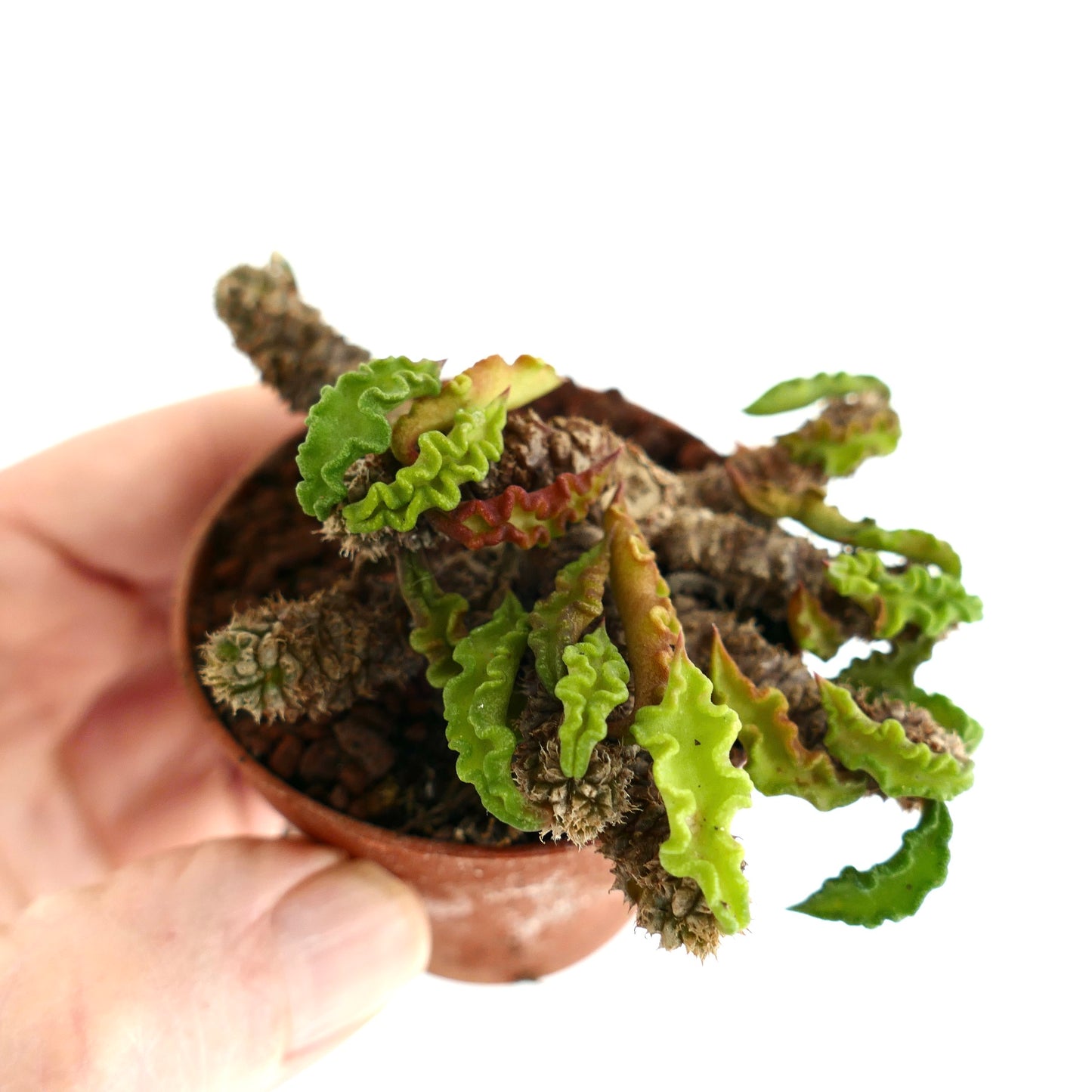 Euphorbia decaryi 9HZ