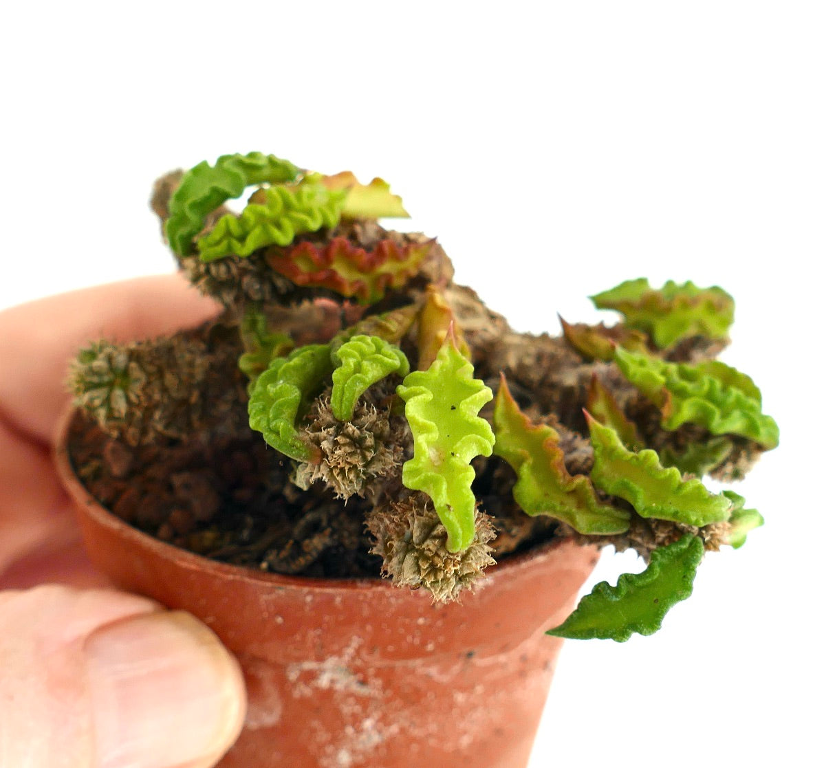 Euphorbia decaryi 9HZ