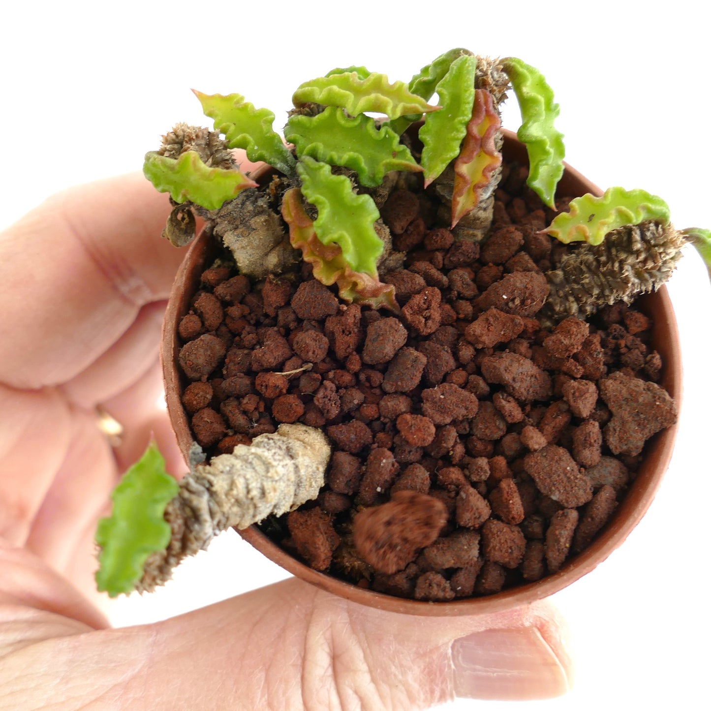 Euphorbia decaryi A6A