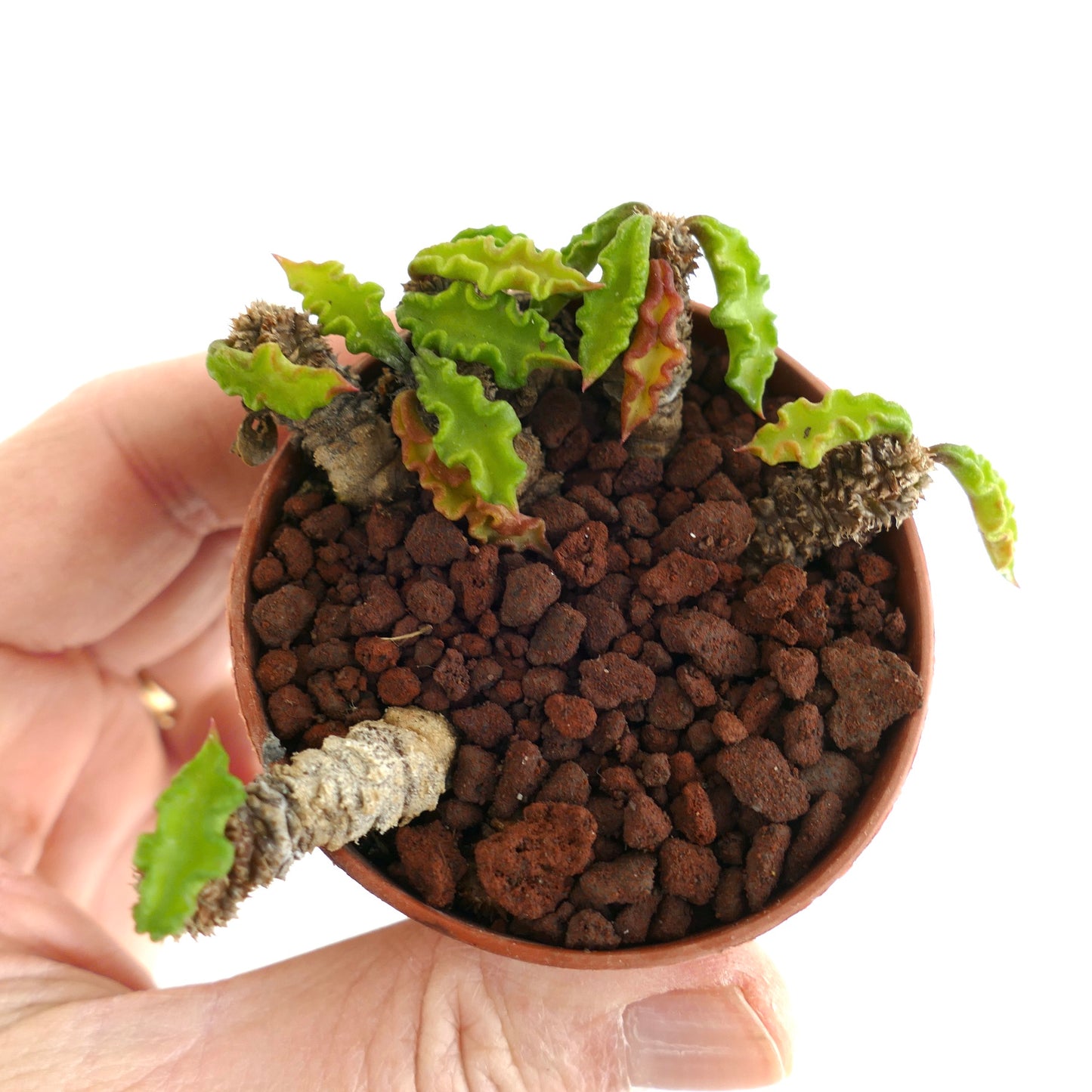 Euphorbia decaryi A6A