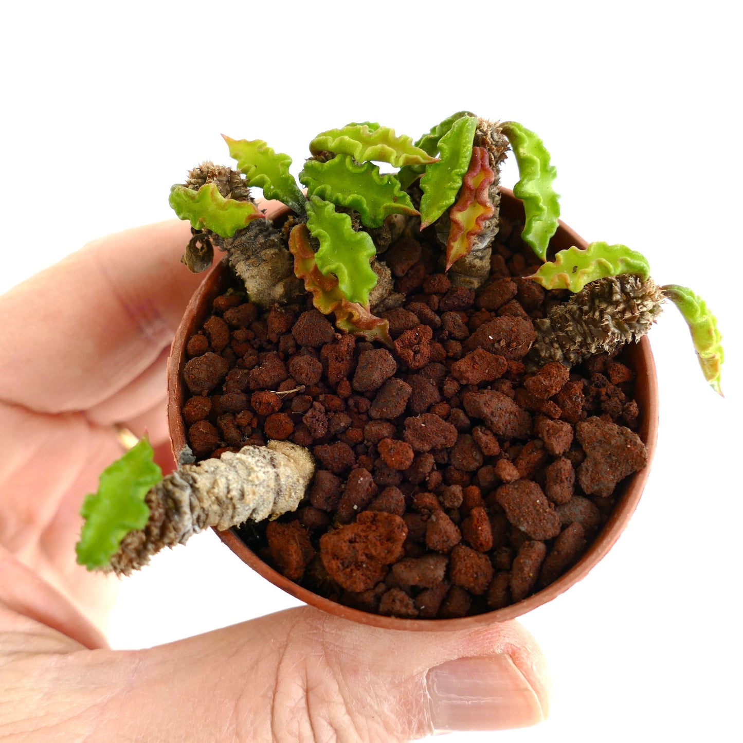 Euphorbia decaryi A6A