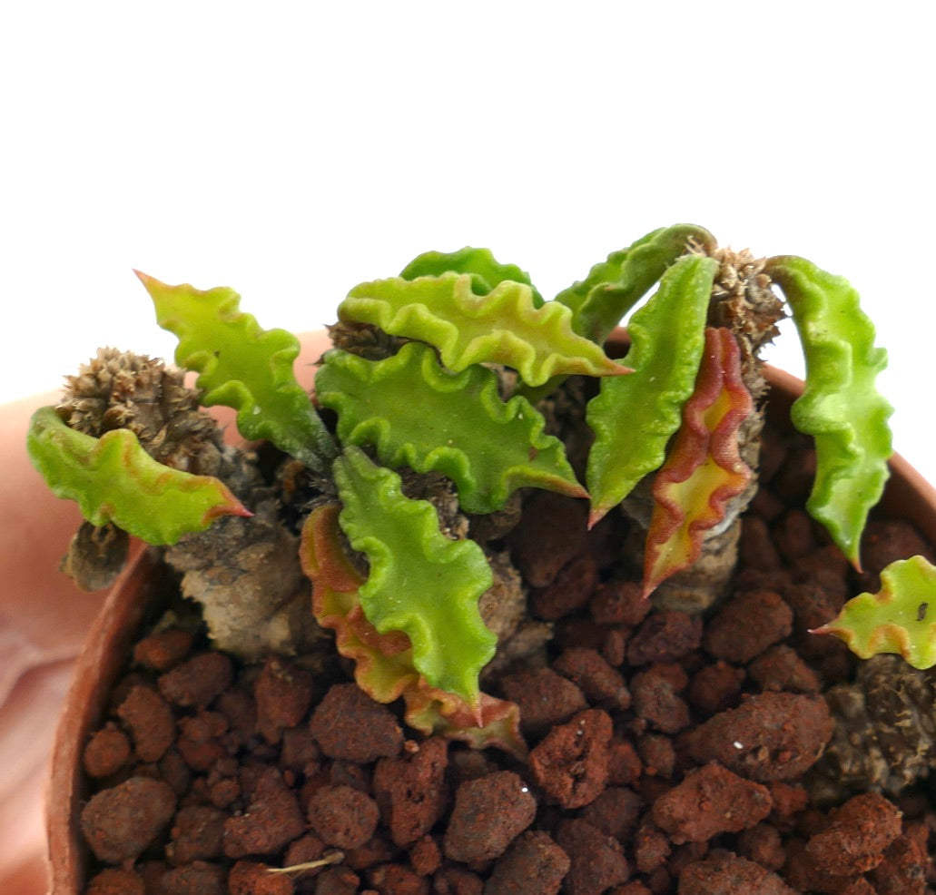 Euphorbia decaryi A6A