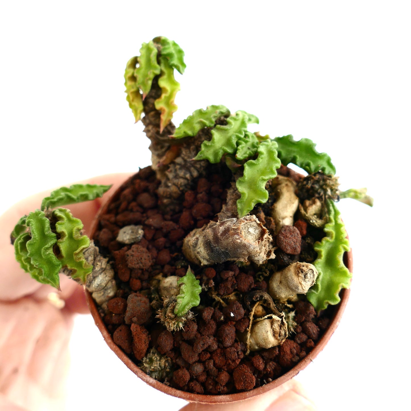 Euphorbia decaryi AG2