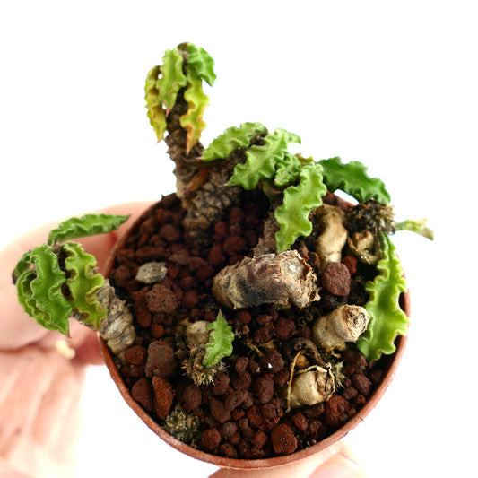 Euphorbia decaryi AG2