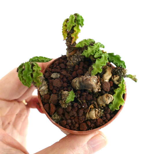 Euphorbia decaryi AG2