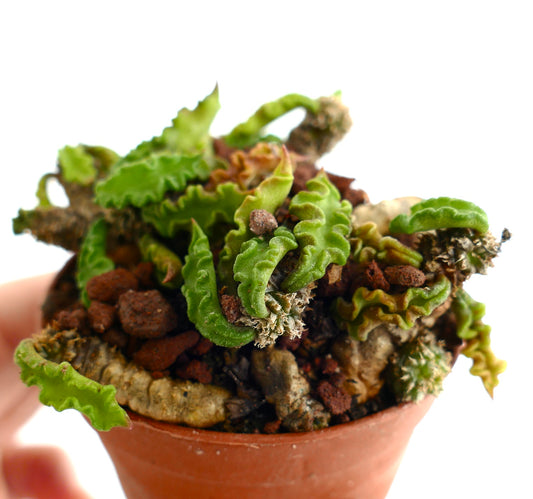 Euphorbia decaryi AR9