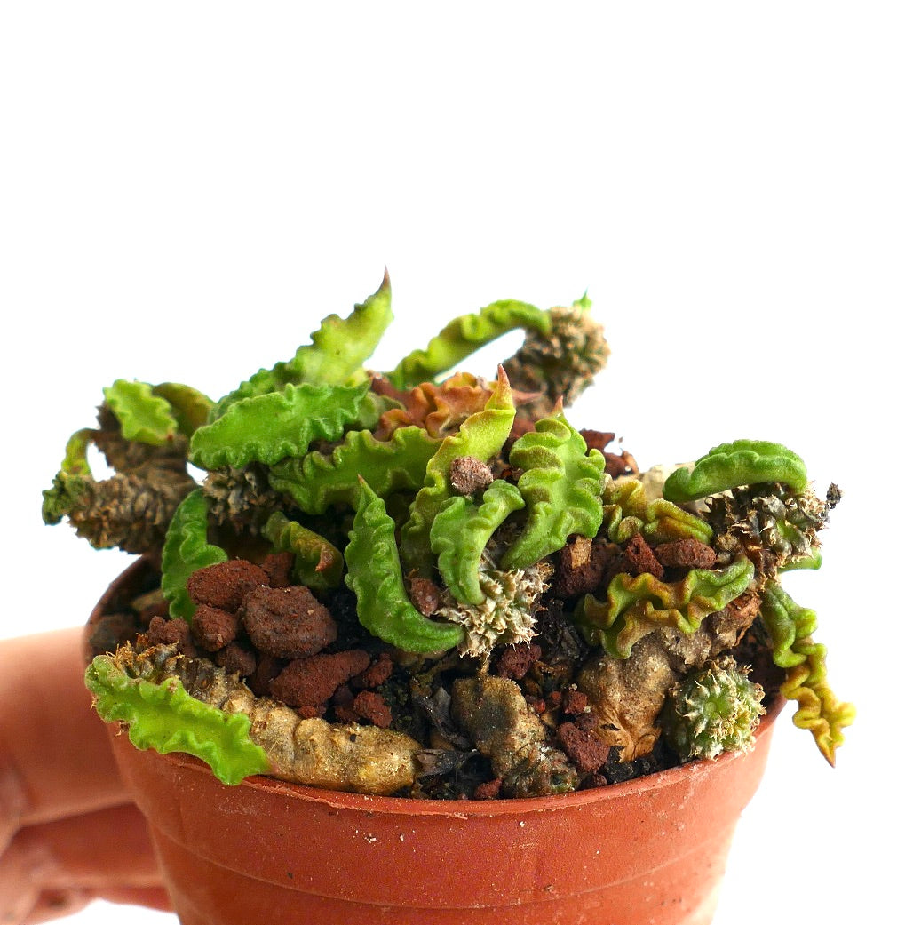 Euphorbia decaryi AR9