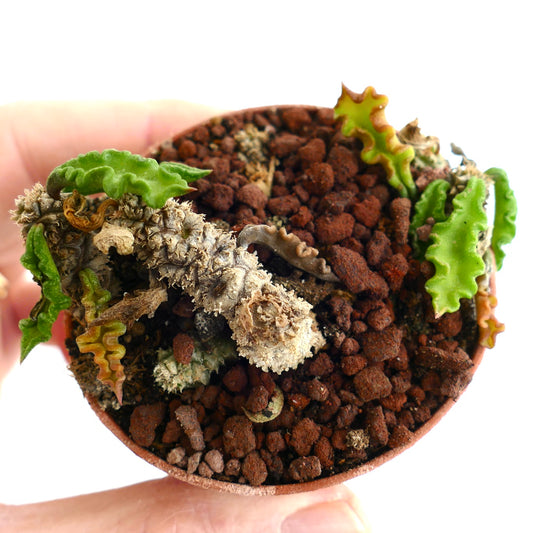 Euphorbia decaryi C408