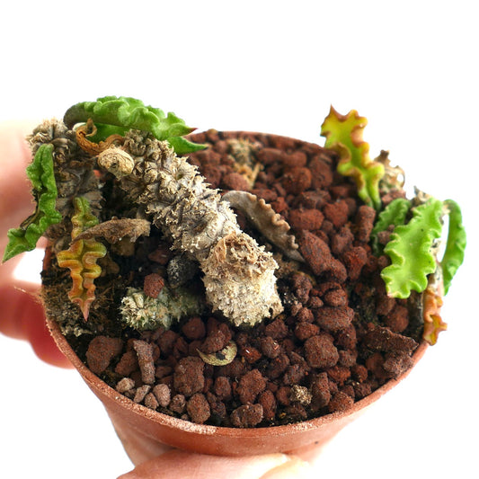 Euphorbia decaryi C408