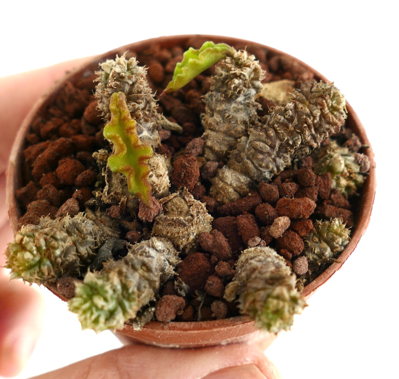 Euphorbia decaryi D53