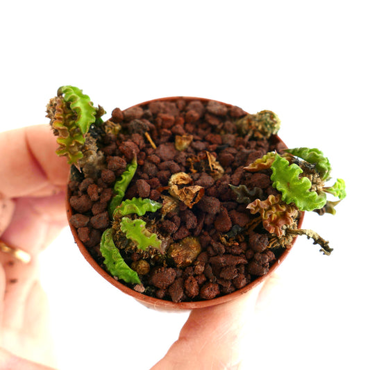 Euphorbia decaryi KM