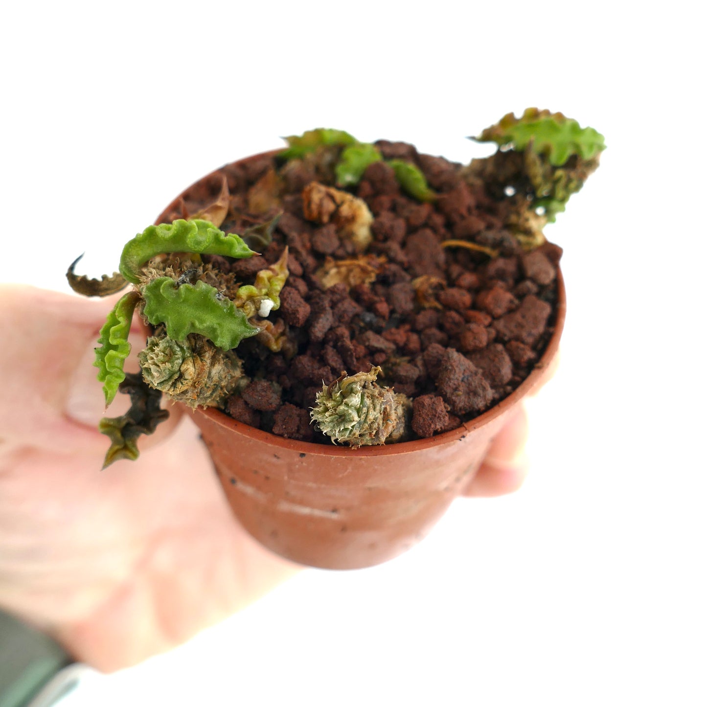 Euphorbia decaryi KM