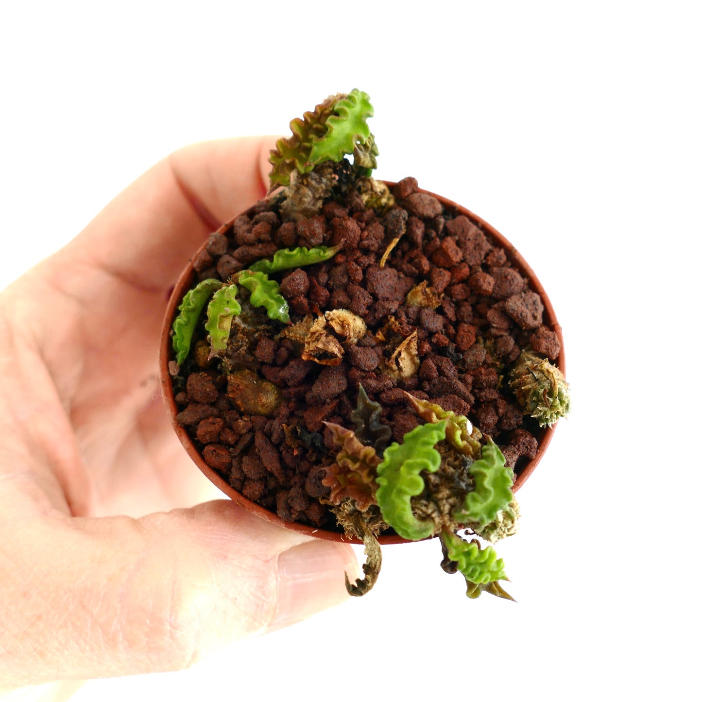 Euphorbia decaryi KM